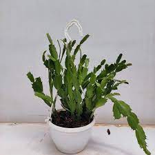 Christmas Cactus in hanging pot