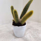 Cleistocactus Senilis Yellow 4inch pot