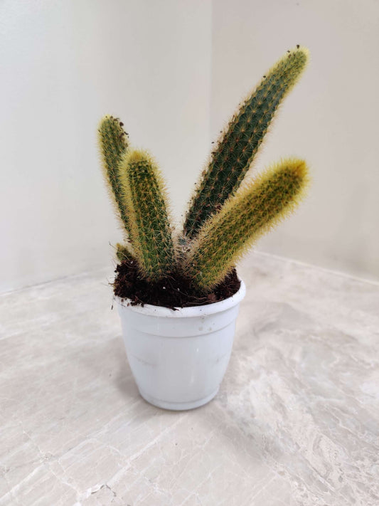 Cleistocactus Senilis Yellow 4inch pot