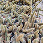 Cleistocactus Senilis Yellow 4inch pot