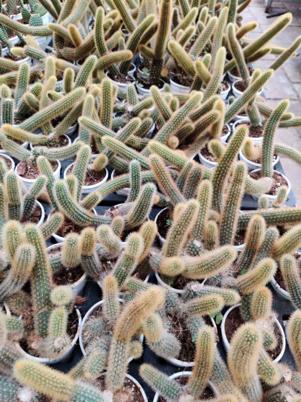 Cleistocactus Senilis Yellow 4inch pot