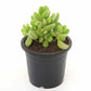 Cotyledon Tomentosa Bear Paw in 3inch pot