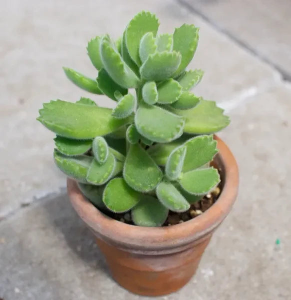 Cotyledon Tomentosa Bear Paw in 3inch pot