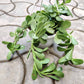Crassula Hanging 15 cm Hanging pot