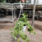 Crassula Hanging 15 cm Hanging pot