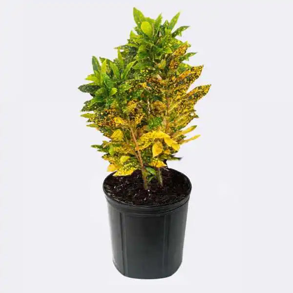 Potted plant with yellow and green leaves on a white background
