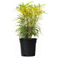 Croton Gold Dust in 4inch pot