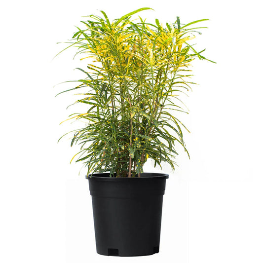 Croton Gold Dust in 4inch pot