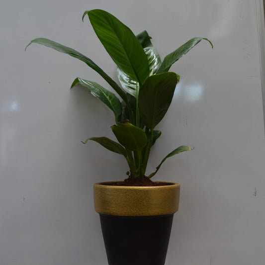 Peace lily in 6inch black and gold terracotta pot