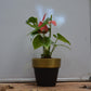 Anthurium red in gold and black 6inch terracotta pot