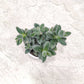 Delosperma Pruinosum 8.5 cm pot