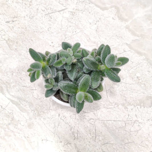 Delosperma Pruinosum 8.5 cm pot