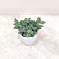 Delosperma Pruinosum 8.5 cm pot