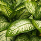Dieffenbachia or Dumb Cane big in 8 inch pot