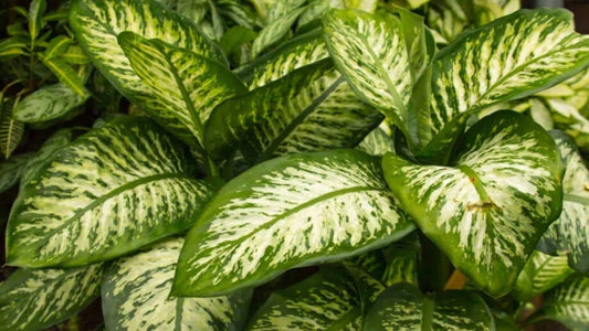 Dieffenbachia or Dumb Cane big in 8 inch pot