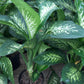 Dieffenbachia or Dumb Cane big in 8 inch pot