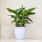 Dieffenbachia green magic in 12 cm white pot