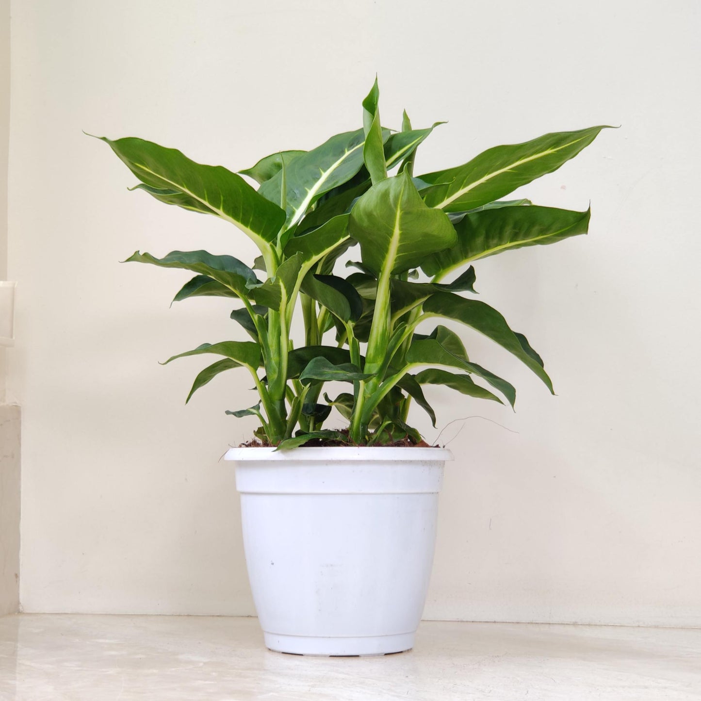 Dieffenbachia green magic in 12 cm white pot