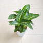 Dieffenbachia green magic in 12 cm white pot