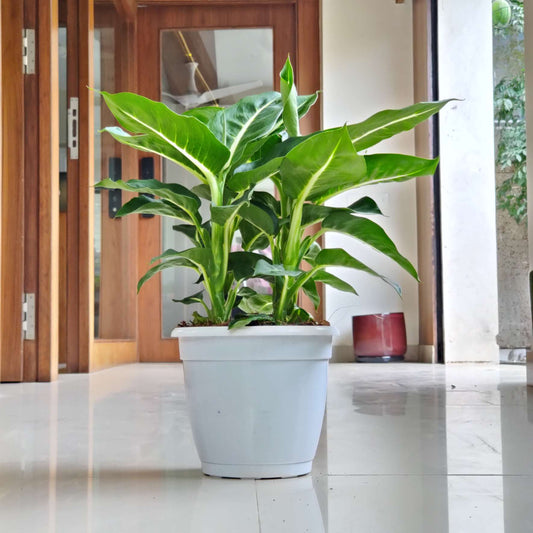 Dieffenbachia green magic in 12 cm white pot