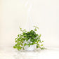 Hanging green plant in a white pot on a light wooden surface with a white background
