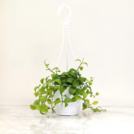 Hanging green plant in a white pot on a light wooden surface with a white background