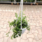 Hanging plant in a pot on a tiled floor with plants in the background