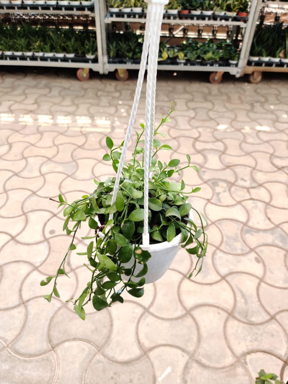 Hanging plant in a pot on a tiled floor with plants in the background