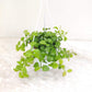 Hanging green plant in a pot on a white background