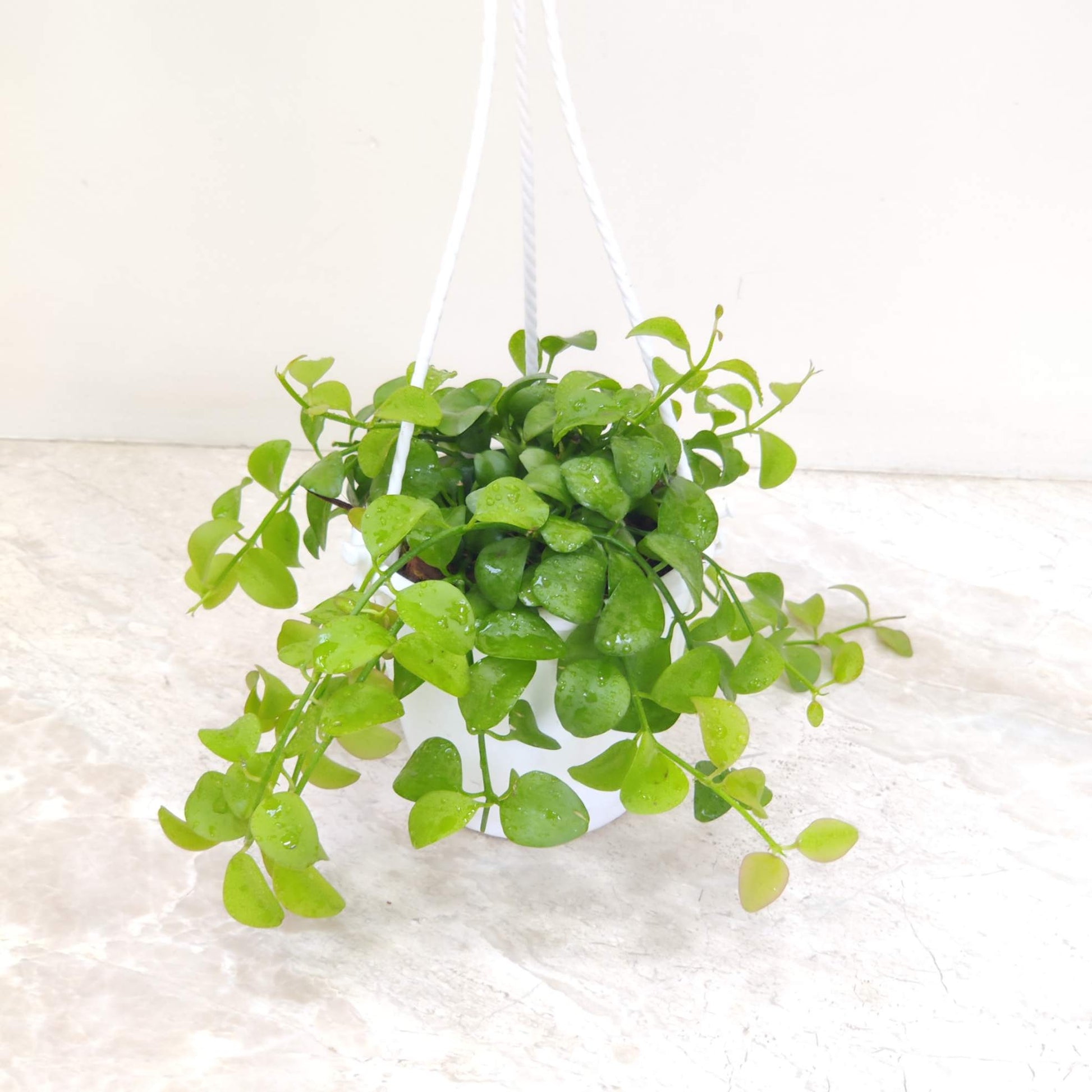 Hanging green plant in a pot on a white background