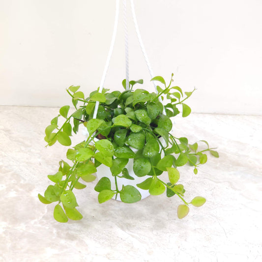 Rare Dischidia Oiantha Green Hanging in 12cm pot