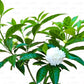 Nandibatlu / Chandni Flower double petal (Tabernaemontana) in 4inch pot