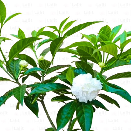 Nandibatlu / Chandni Flower double petal (Tabernaemontana) in 4inch pot