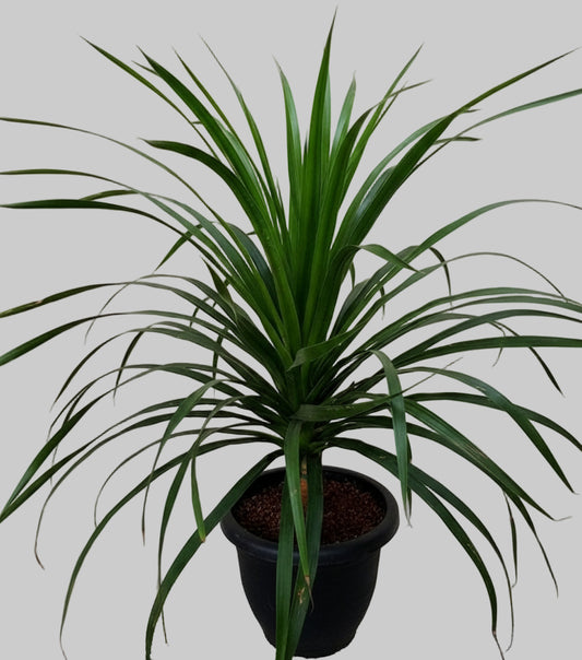 Dracaena draco (Dragon Tree) 1+ ft height in 6inch pot