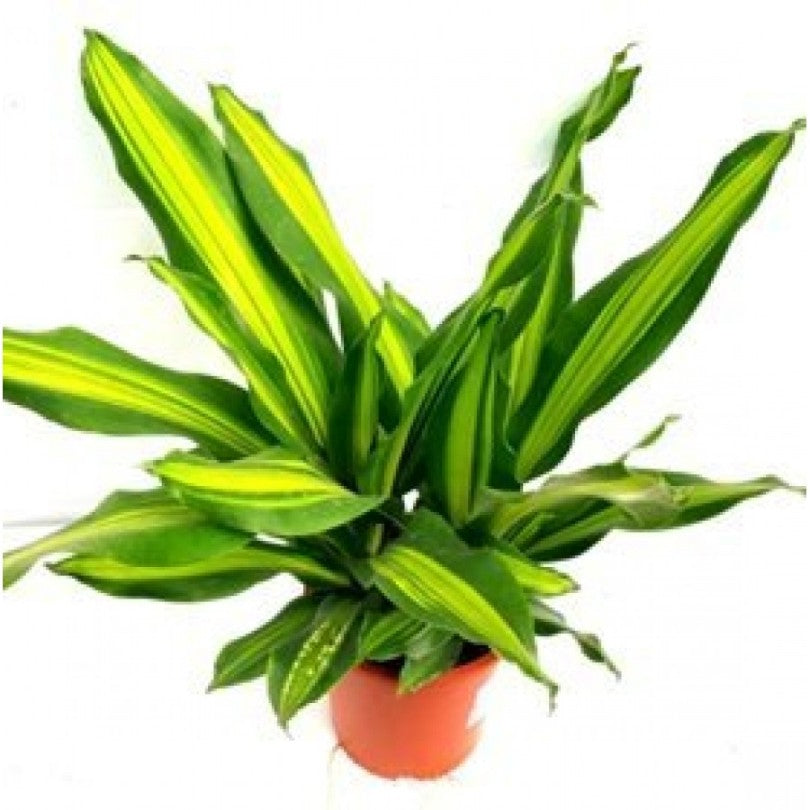 Potted plant with green and yellow leaves on a white background