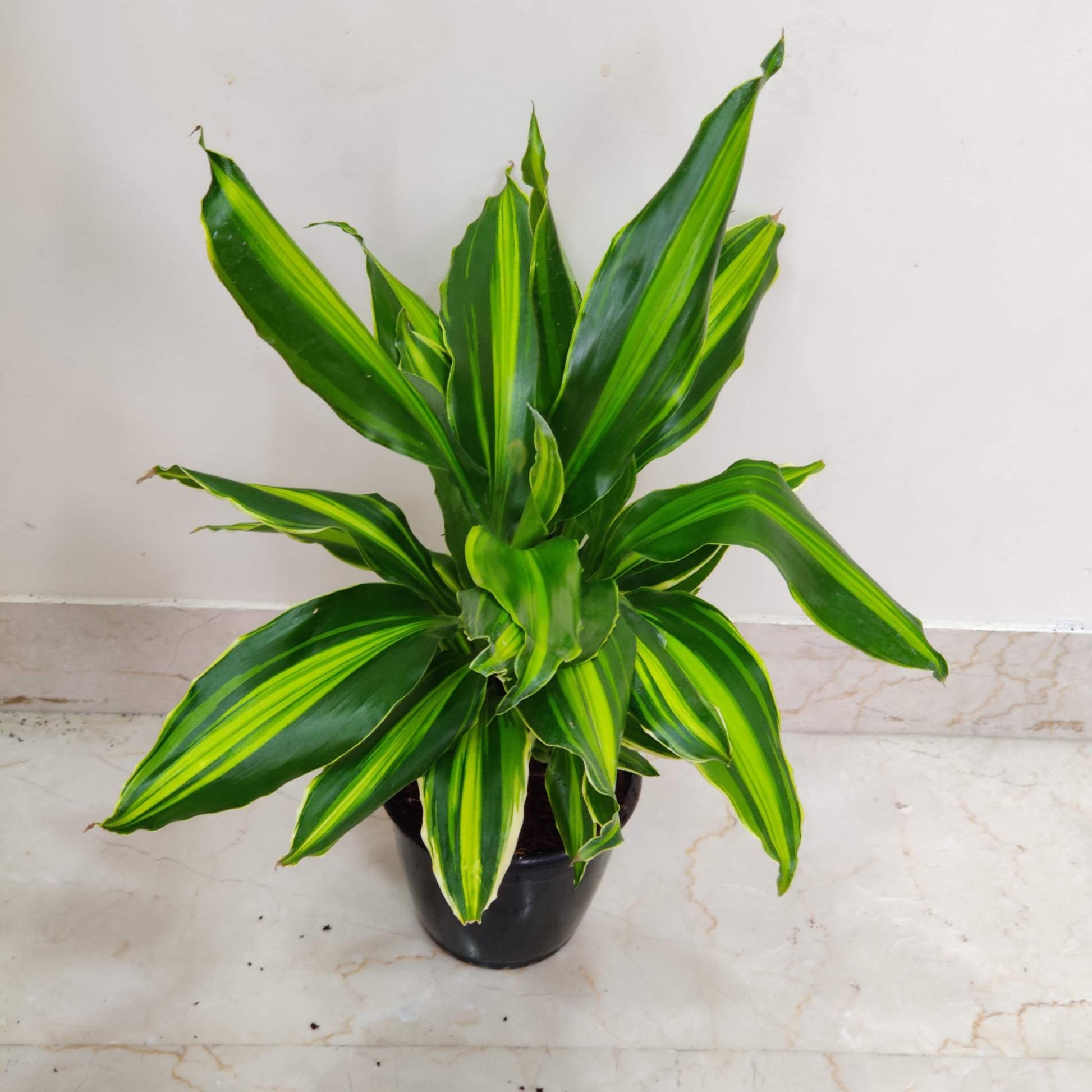 Potted plant with green and yellow leaves on a light-colored floor.