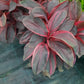 Plants with red and green leaves on a reflective surface