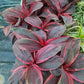 Plants with red and green leaves on a blurred background