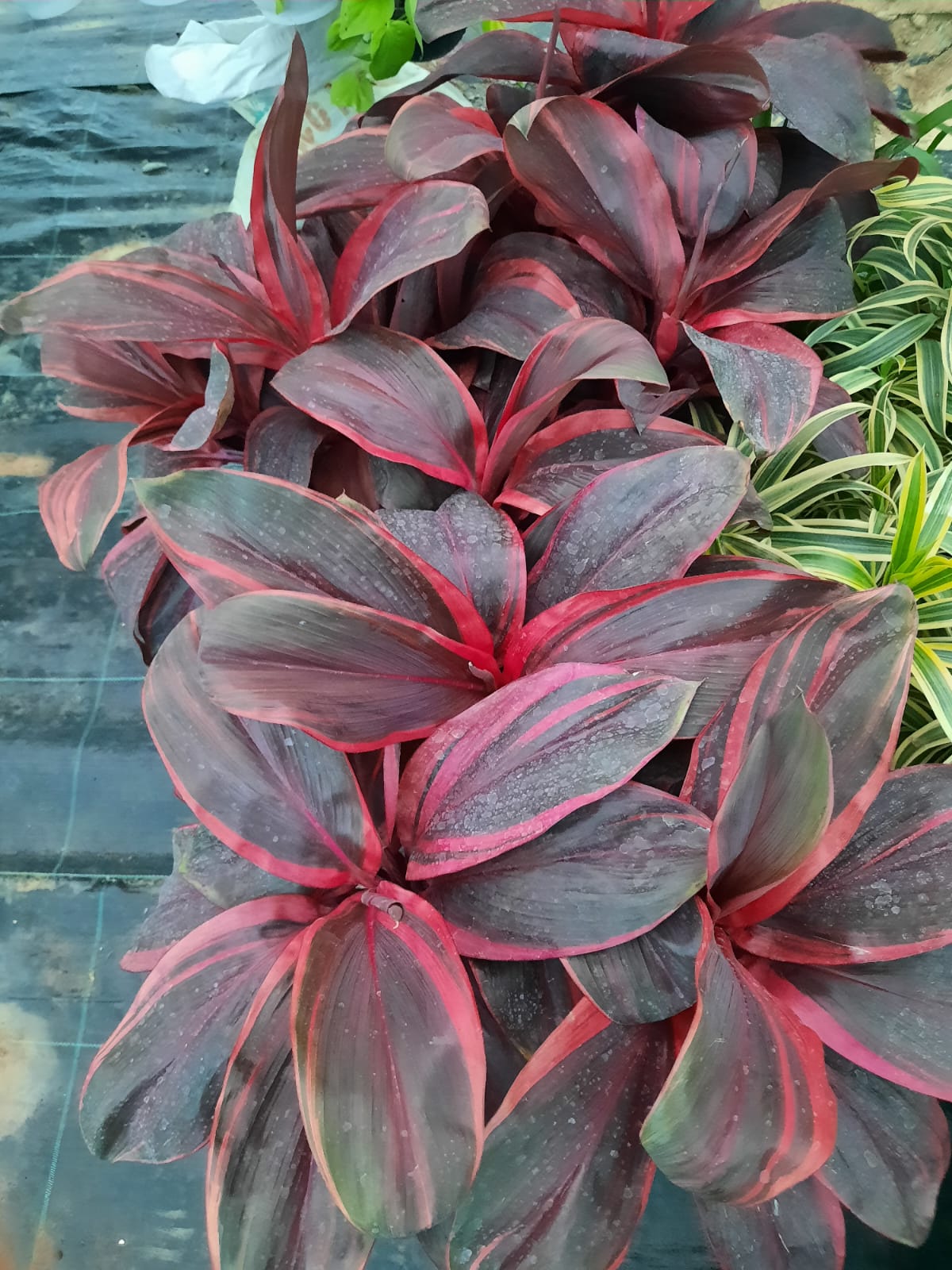 Plants with red and green leaves on a blurred background