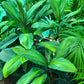 Green leafy plant with a blurred background