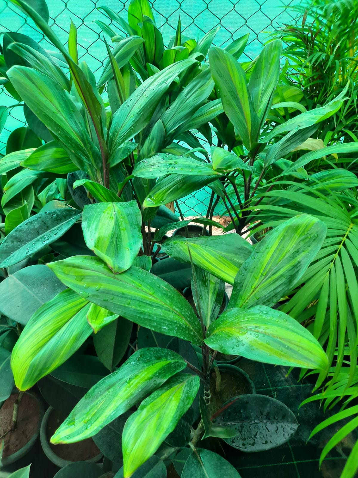 Green leafy plant with a blurred background