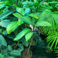 Potted plants on a green surface with a blurred background