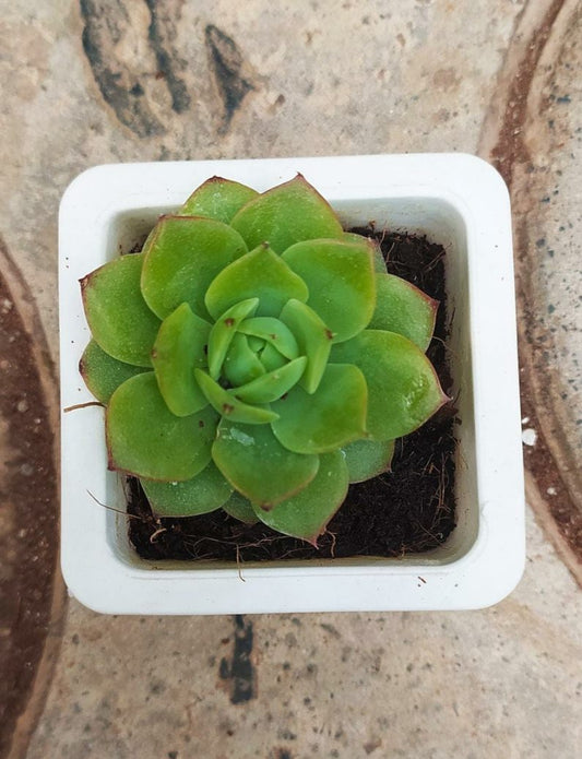 Echeveria Agavoides (Moulded Wax Plant)