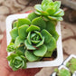 Echeveria Agavoides (Moulded Wax Plant)