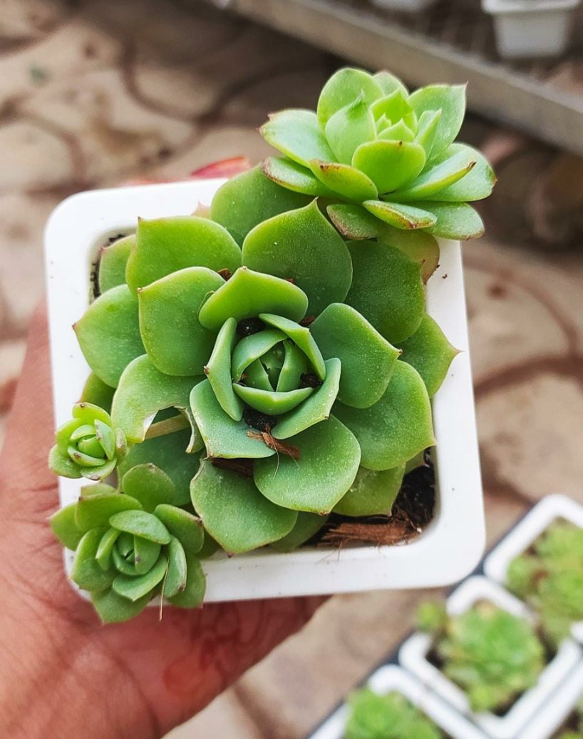 Echeveria Agavoides (Moulded Wax Plant)