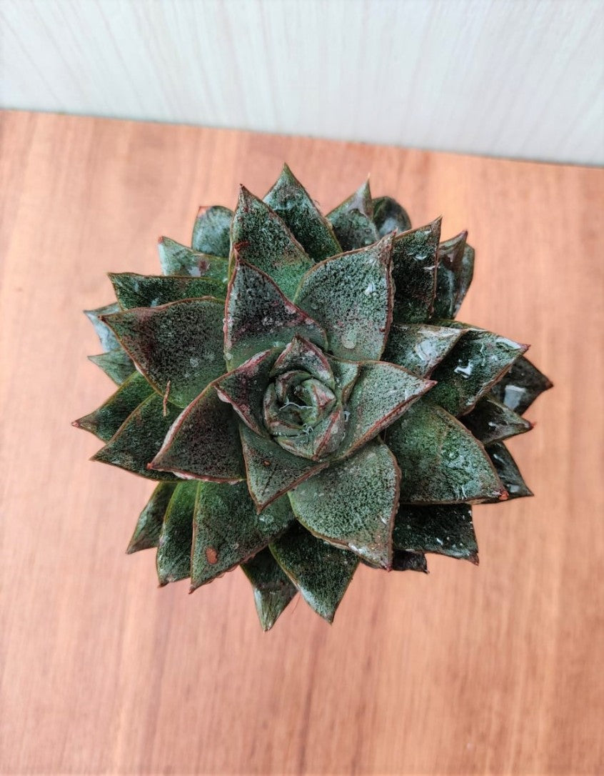 Echeveria Chinensis in 8.5 cm pot