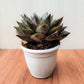 Echeveria Chinensis in 8.5 cm pot
