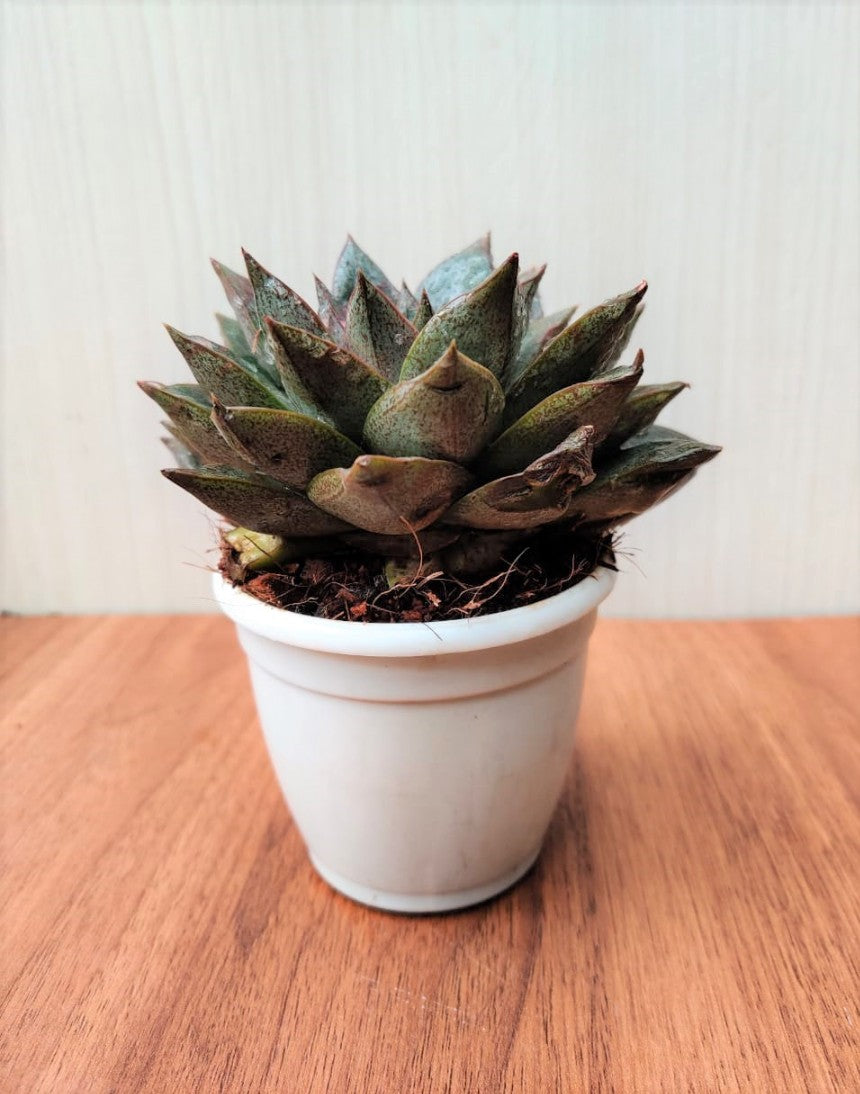 Echeveria Chinensis in 8.5 cm pot