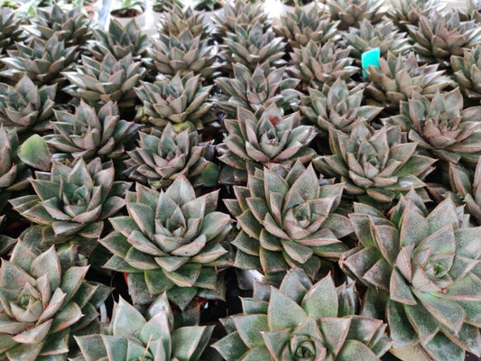 Echeveria Chinensis in 8.5 cm pot