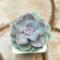 Echeveria Pearl of Nurnberg in 8cm pot